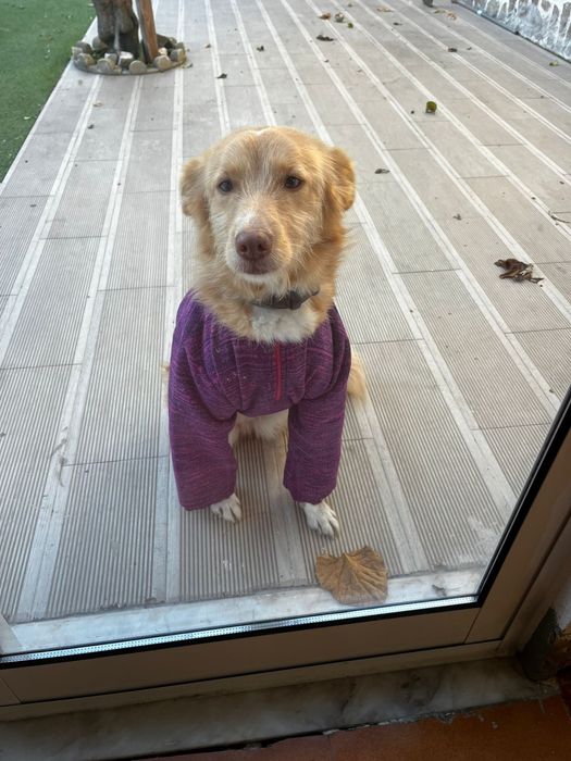 Adopção responsavel