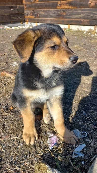 Pieski, szczeniaki, oddam za darmo. Zarezerwowane.