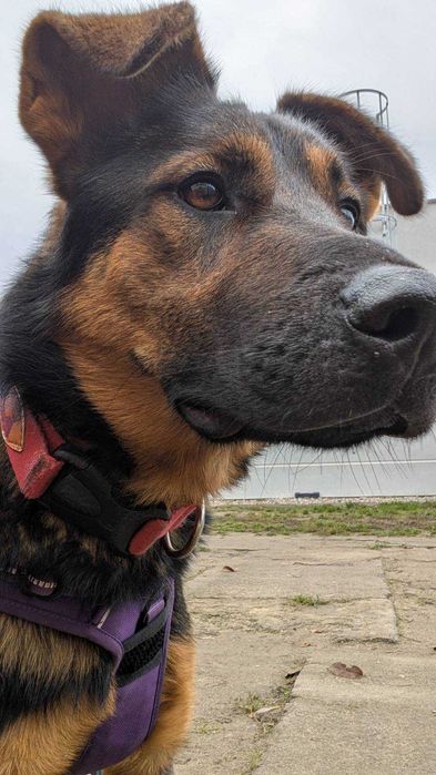 Heniu - młody, duży pies. Schronisko w Radlinie k.Jarocina