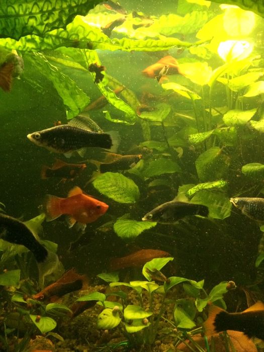 Ryby akwariowe / glonojady złote i L116 / gupiki / mieczyki