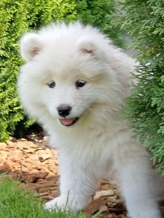 Samoyed samojed szczeniak
