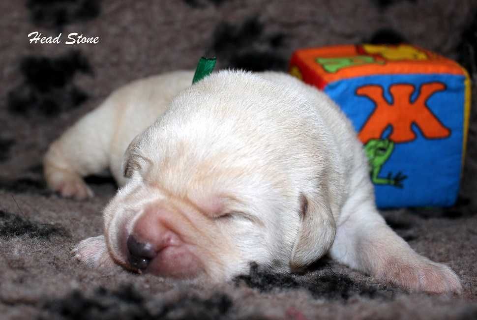 Лабрадор ретривер КСУ