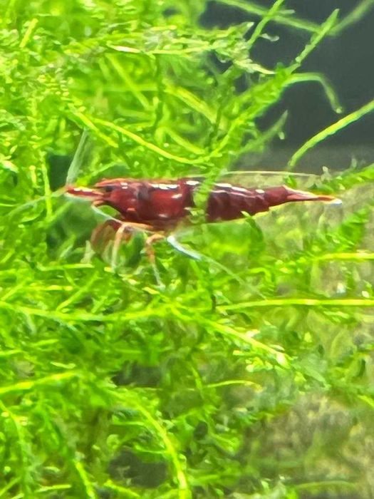 Krewetki Neocaridina Bloody Mary