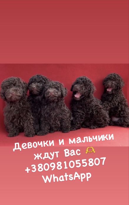 Той пуделя мальчики и девочки