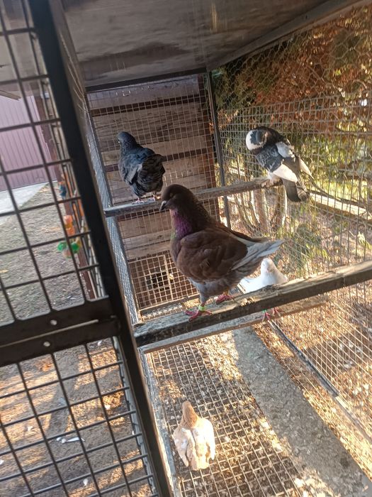 Kingi samce różne kolory