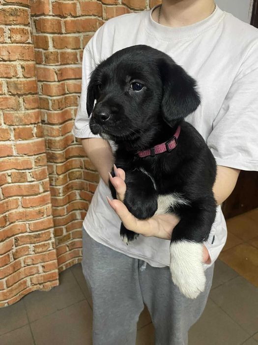 Kochane szczeniaczki