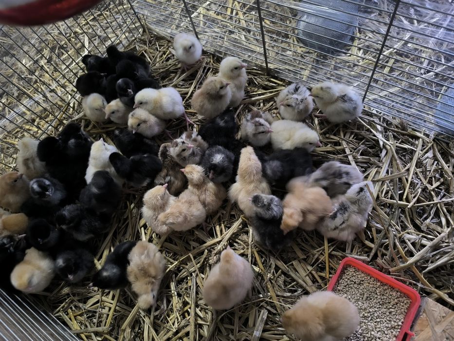 Pisklaki kurczęta greenschell czubatki nioska mix i ayam cemani