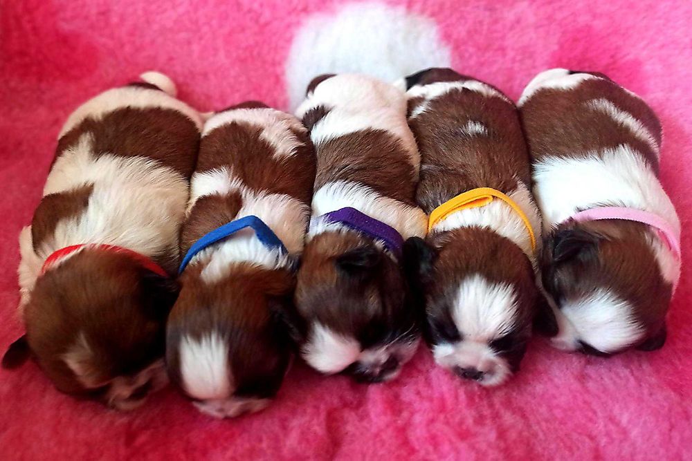 Śliczna suczka shih tzu  UCI