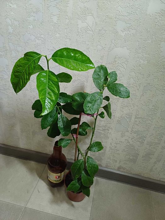 Лимон Павлівський Фікус РЕТУЗА варієгатна Шріверіана Гранат