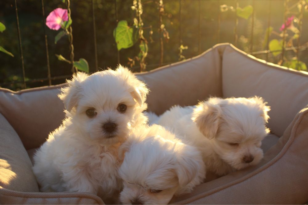 Чисткровні цуценята мальтійської болонки