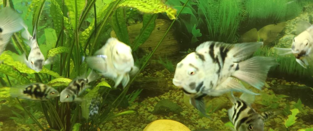 Sprzedam dwie rybki blue Tiger