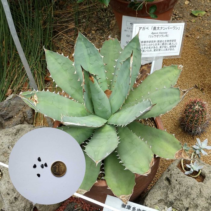 Agave titanota ‘Blue’ – niebieska agawa kolekcjonerska – 5 nasion