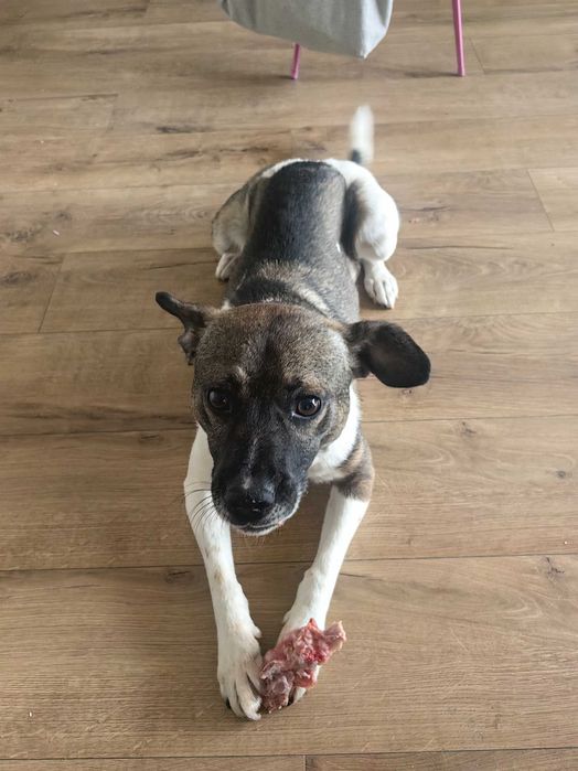 oddam psa, piesek szuka domu PILNIE