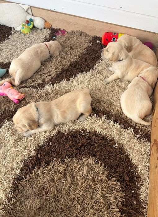 Golden Retriever zkwp Fci do rezerwacji