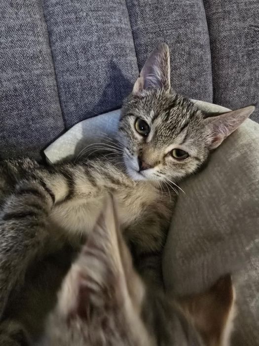 Urocza koteczka szuka swojego miejsca na ziemi - do adopcji