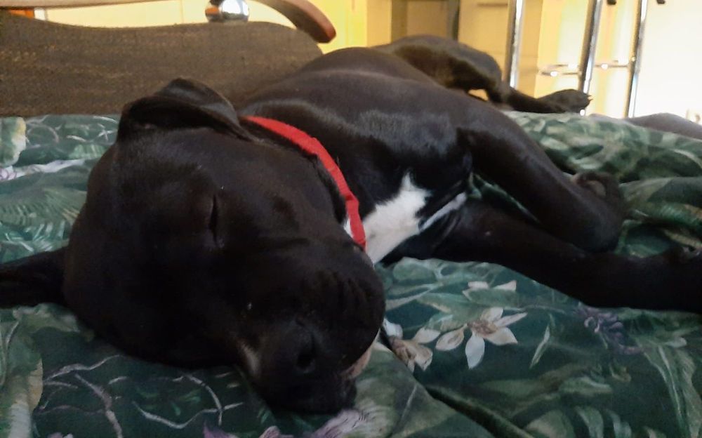 Amstaff do oddania za darmo