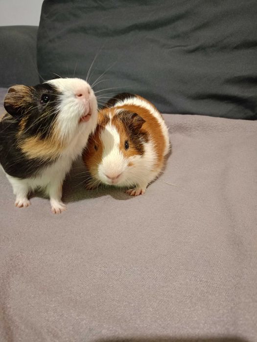 Sprzedam dwie zaprzyjaźnione świnki morskie – samce.