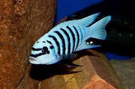 GB MALAWI Pyszczak Chilumba „Maison Reef”