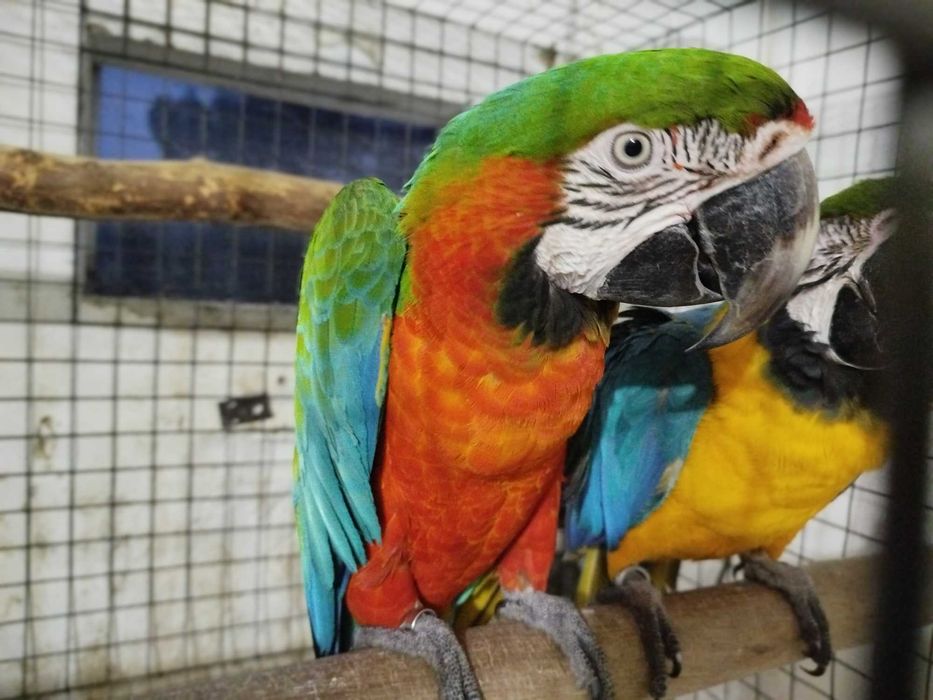 Macho Arara Arlequim 2024