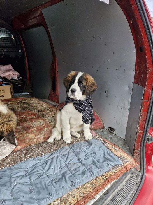 Продам Щенков  Сенбернара