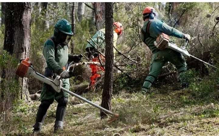 Limpeza de terrenos e compra de madeira