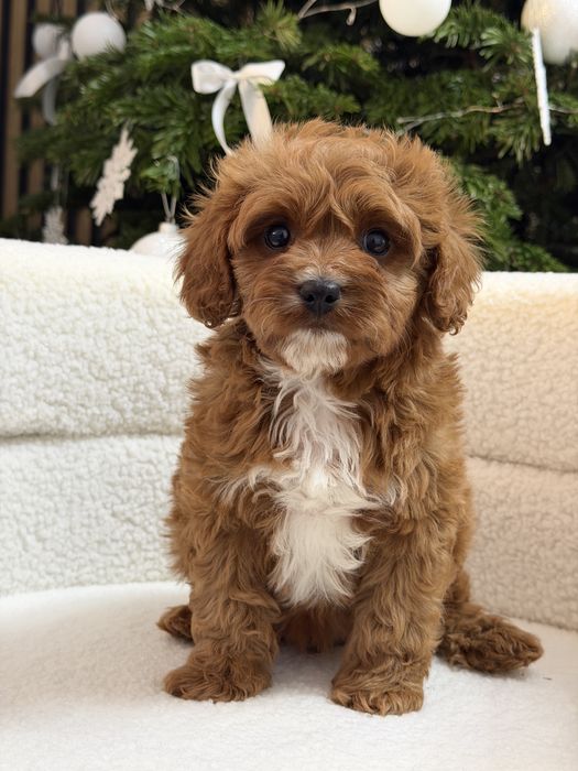 Cavapoo uroczy piesek
