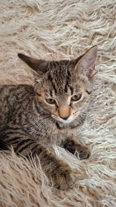 Róża 3,5 miesięczna przytulanka,adopcja.