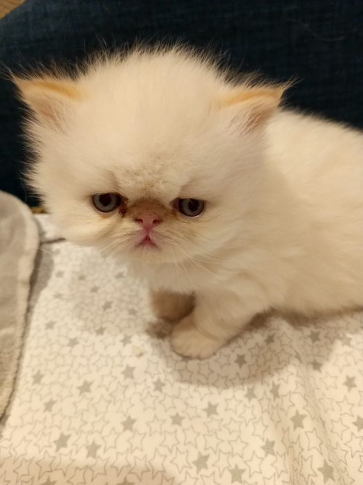 Персидские котята