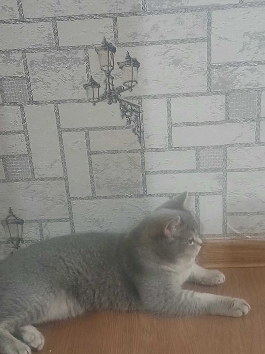 Британский прямоухий мальчик