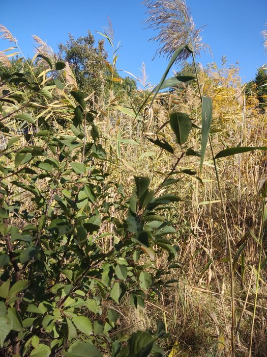 Продам дачу у СТ «Запорожец»