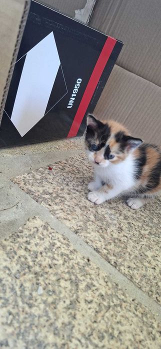 Gatinhos para adotar