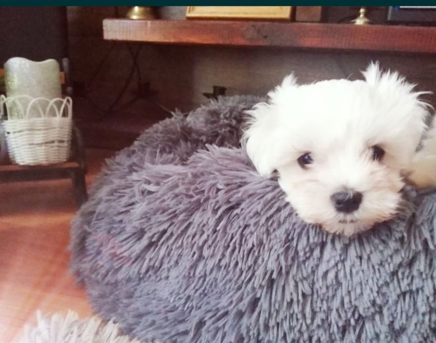 maltańczyk z certyfikarem weterynaryjnym GOTOWE DO ODBIORU