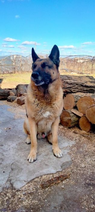 Вязка/случка.кобель