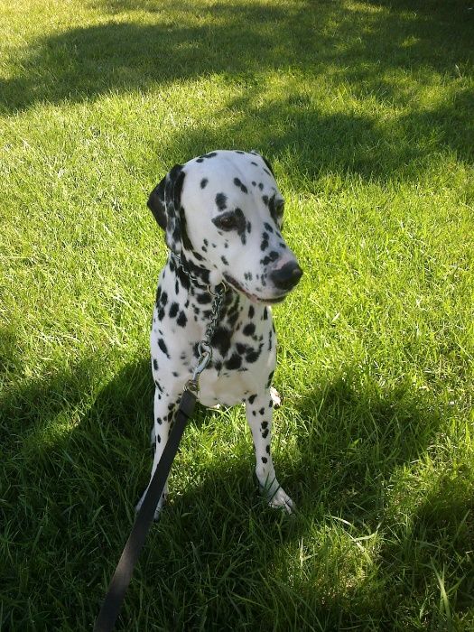 Pet-Sitting Vila Franca de Xira em ambiente familiar