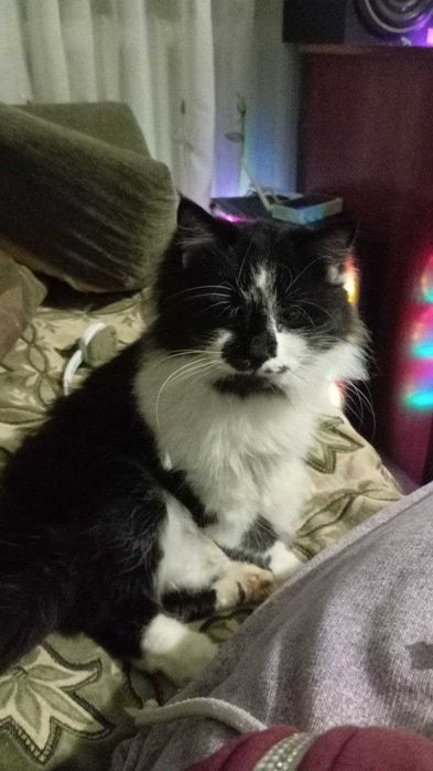 Рівне - Віддам спокійного та гарного кота в хороші руки.