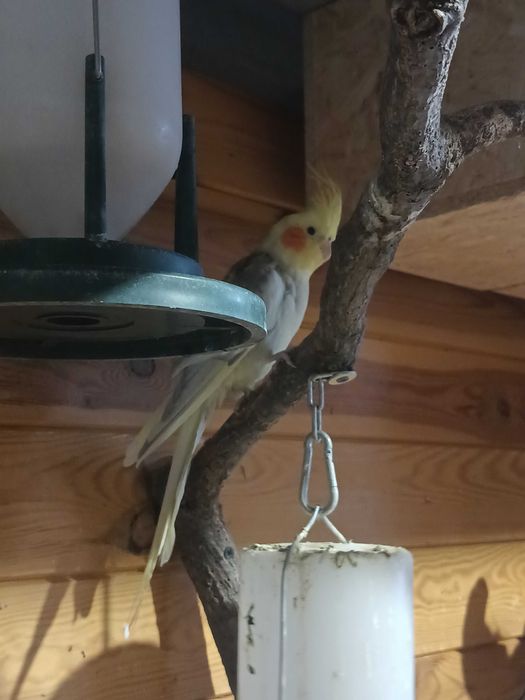 Papuga nimfa oswojona