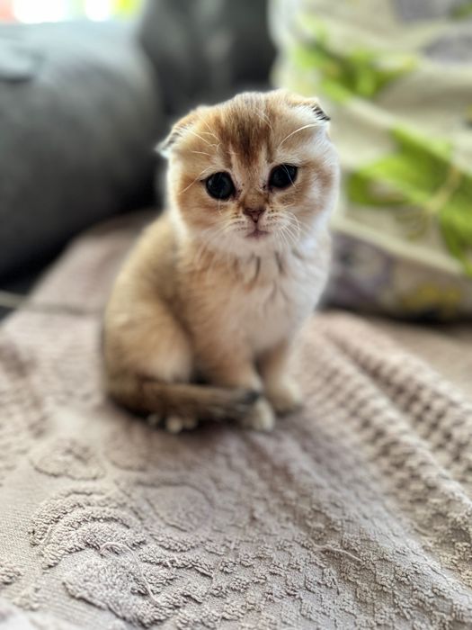 Кошенята золотої шиншили