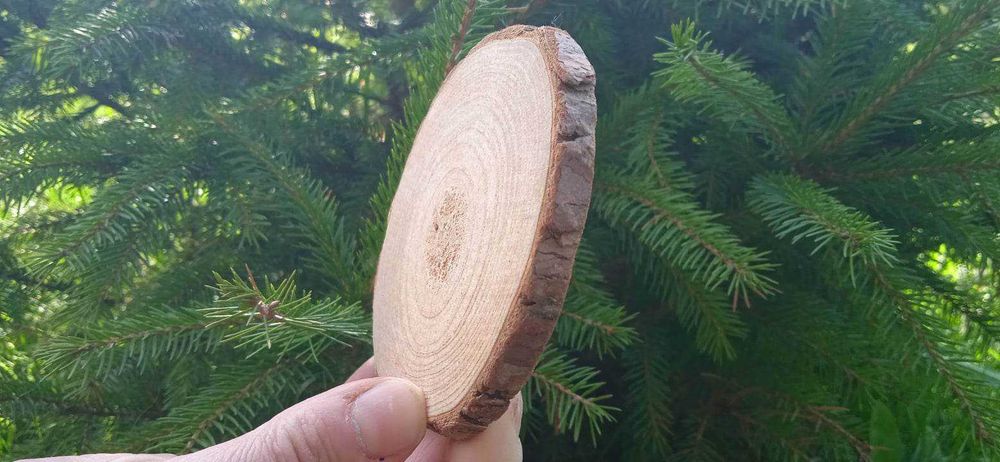 Plastry drewna 3 metry kwadrat., Krążki drewniane,2-10 cm, na ścianę ...