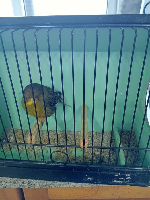 Canários Glosters para ceder