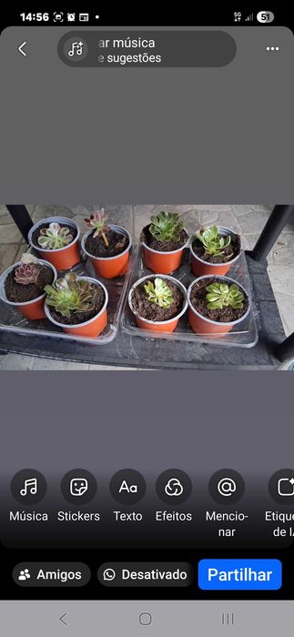 Aeonium de cor variadas , rosetas já com raiz