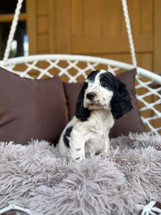 Cocker spaniel angielski Piesek Piesek