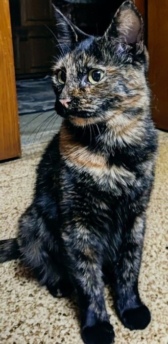 Отдам даром в добрые руки кошечку трехмастного окраса