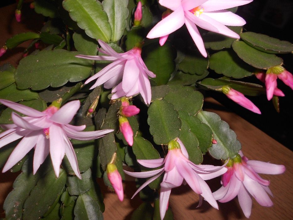 Детки рипсалидопсиса