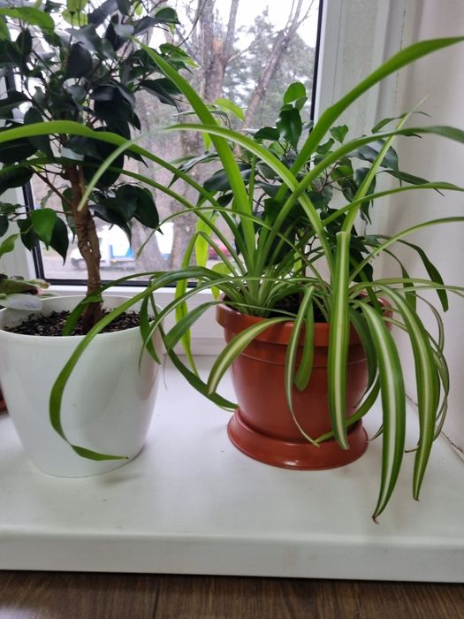 Фікус бенджаміна, качуконосний плющ,