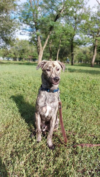 Віддам собаку безкоштовно