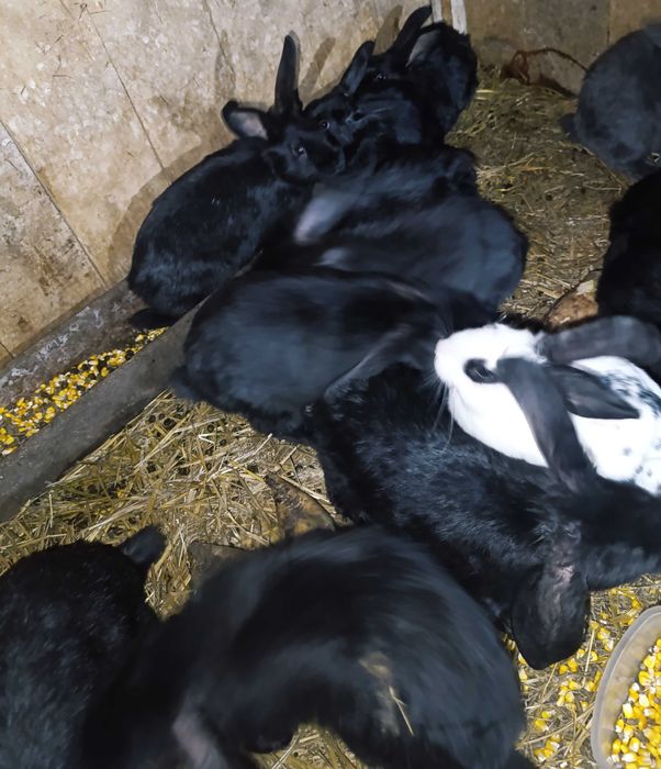 Продам кроликів!