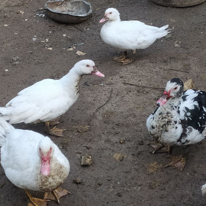 Продам мускусные утки (шипуны)