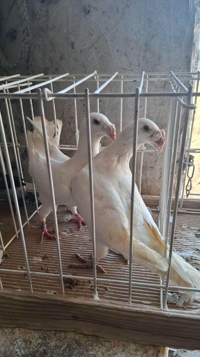 Gołębie  ozdobne rasowe