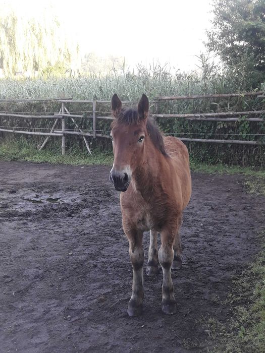 Sprzedam klacz PKZ z klaczką do hodowli. zamiana możliwa dopłata.
