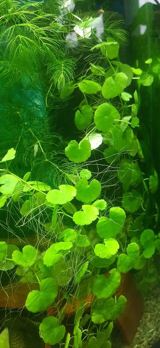 Аква рибки і рослини по доступним цінам